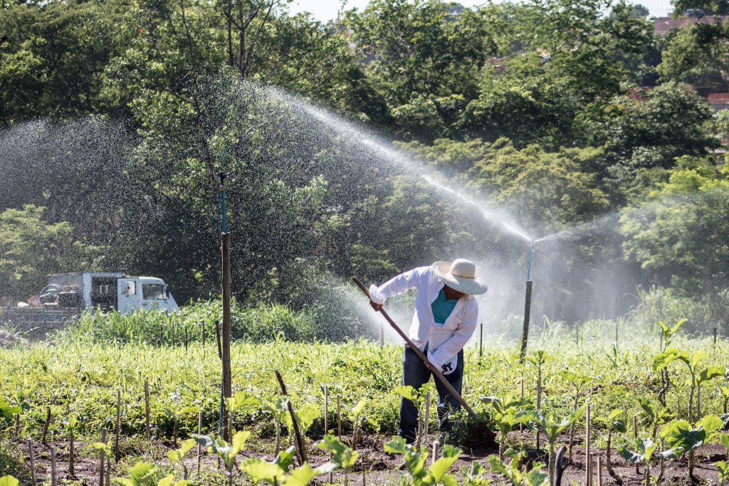 Cultivo de hortaliças no ICA com técnicas de irrigação. Lucas Braga/UFMG